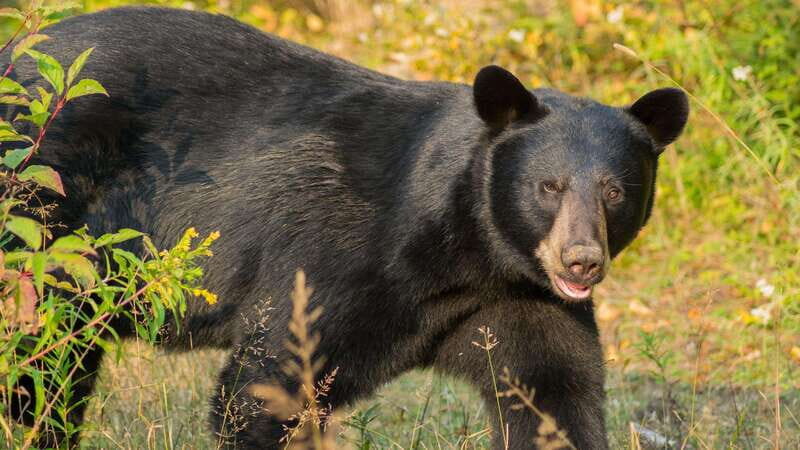 Tadoussac/Charlevoix: Whale Watching Tour & Bear Observation - Pricing and Value — Is It Worth It?