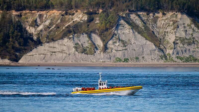 Tadoussac/Charlevoix: Whale Watching Tour & Bear Observation - Practical Tips for Travelers