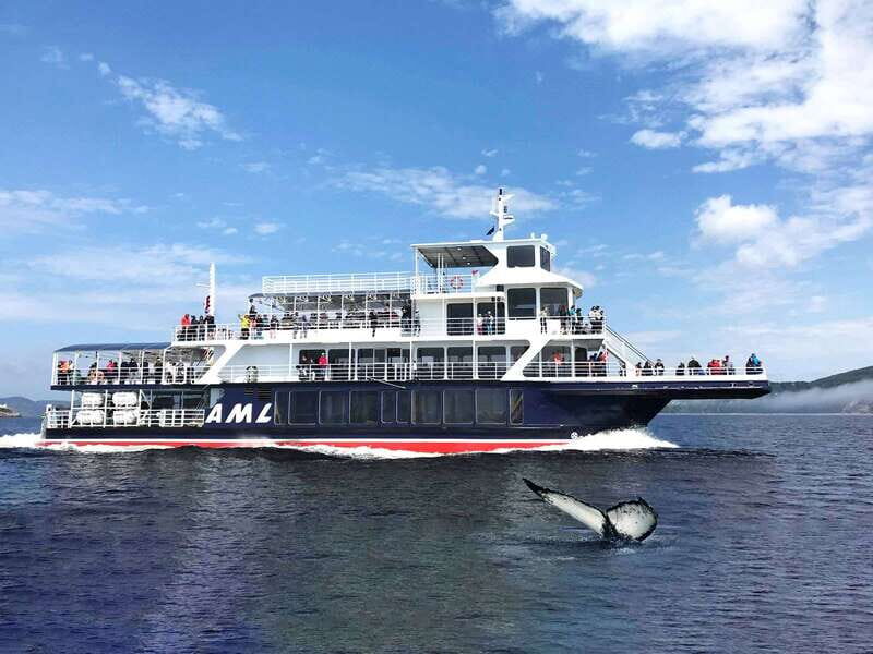Tadoussac/Charlevoix: Whale Watching Tour & Bear Observation - Who Will Love This Tour?