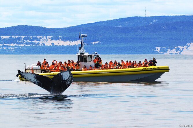 Tadoussac/Charlevoix: Whale Watching Tour - The Cost-Benefit Balance