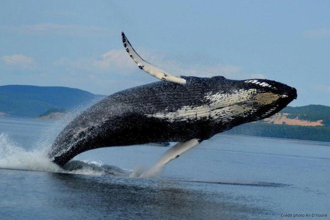 Tadoussac/Charlevoix: Whale Watching Tour - The Sum Up
