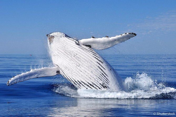 Tadoussac/Charlevoix: Whale Watching Tour - FAQs