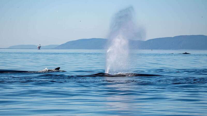 Tadoussac/Charlevoix: Whale Watching Zodiac Tour - What It Feels Like to Be on the Water