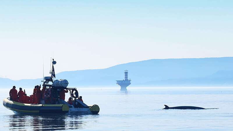 Tadoussac/Charlevoix: Whale Watching Zodiac Tour - Pricing and Value