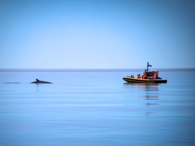 Tadoussac/Charlevoix: Whale Watching Zodiac Tour - Authentic Experiences and Reviews from Travelers