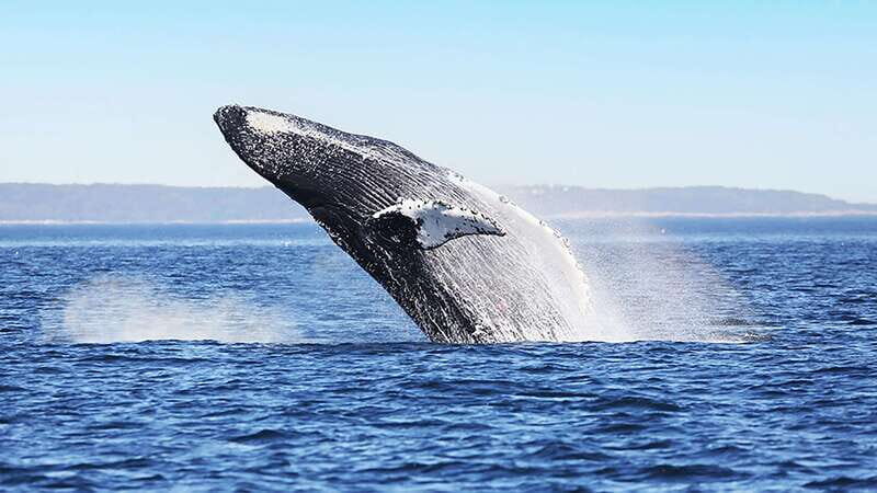 Tadoussac/Charlevoix: Whale Watching Zodiac Tour - Who Should Consider This Tour?