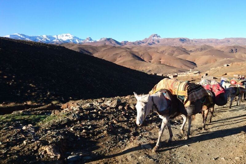 Taghazout: Paradise Valley and Sand Dunes Guided Tour - FAQ