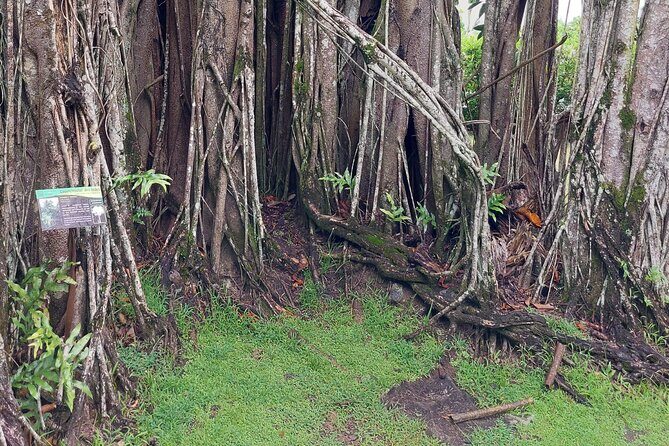 Tahiti Fautaua Valley and Big Waterfall Private Hiking Tour - Exploring the Tahiti Fautaua Valley and Big Waterfall Private Hiking Tour