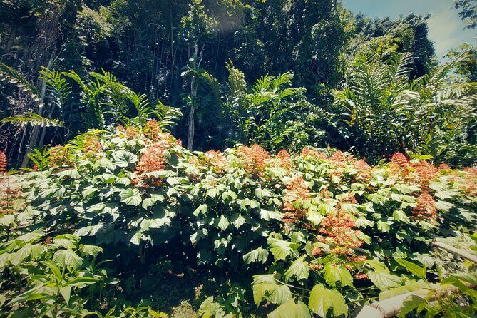 Tahiti Half Day Coastal Private Tour - FAQs