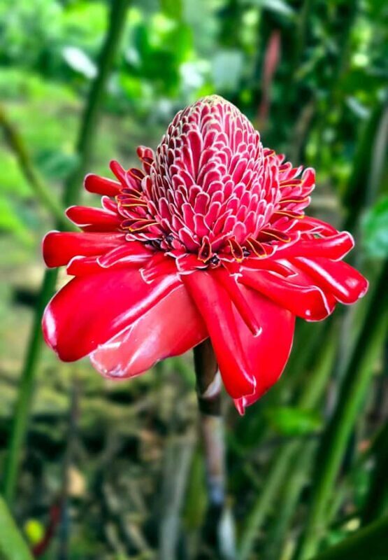 Tahiti Half Day Small Group Circle Tour - Waterfalls & Caves - A Closer Look at the Itinerary: What You’ll Experience