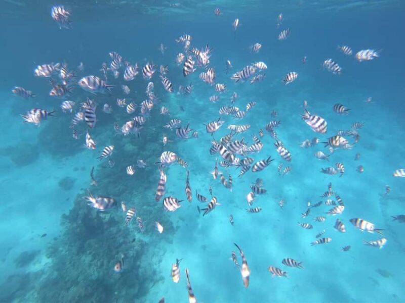 Tahiti island: 4 hours Snorkeling Tour - Why This Tour Stands Out