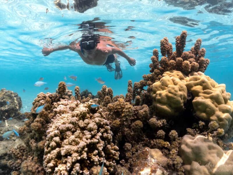 Tahiti island: 4 hours Snorkeling Tour - Who Would Enjoy This Tour?