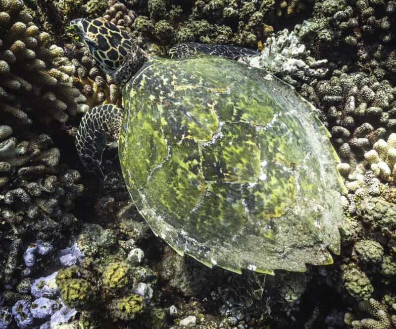 Tahiti island: 4 hours Snorkeling Tour - Closing Remarks