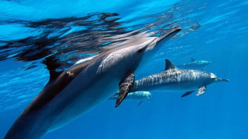 Tahiti island: 5 hours Snorkeling Picnic - Who Should Consider This Tour?
