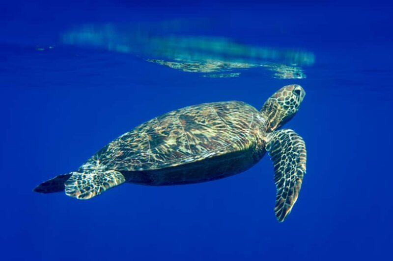 Tahiti island: 5 hours Snorkeling Picnic - FAQ