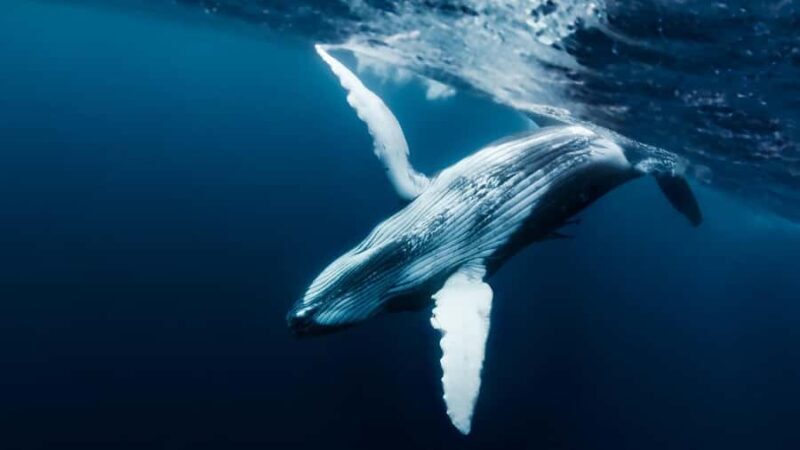 Tahiti island: Whale watching Experience - Key Points