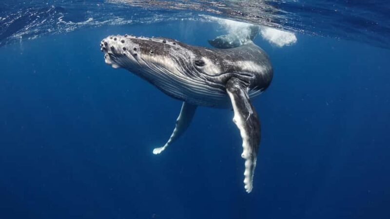 Tahiti island: Whale watching Experience - Discovering Tahiti’s Marine Majesty: A Detailed Look at the Whale Watching Tour
