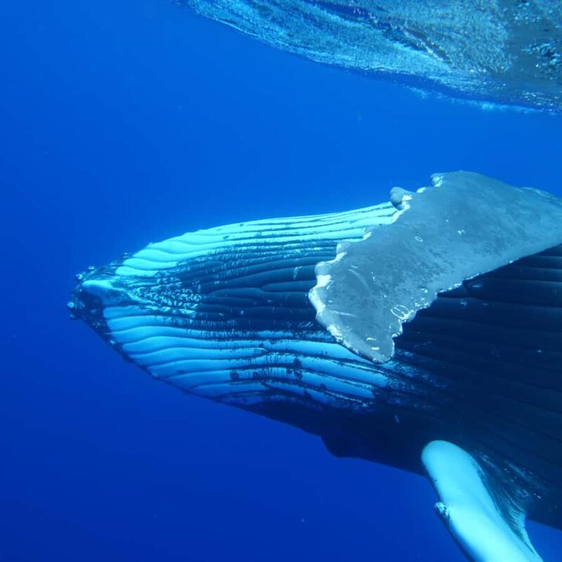 Tahiti island: Whale watching Experience - FAQ