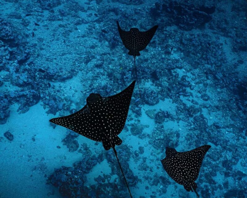 Tahiti underwater photo experience - The Meeting Point & Transportation