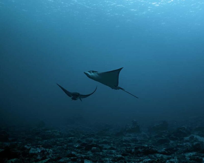 Tahiti underwater photo experience - The Sum Up