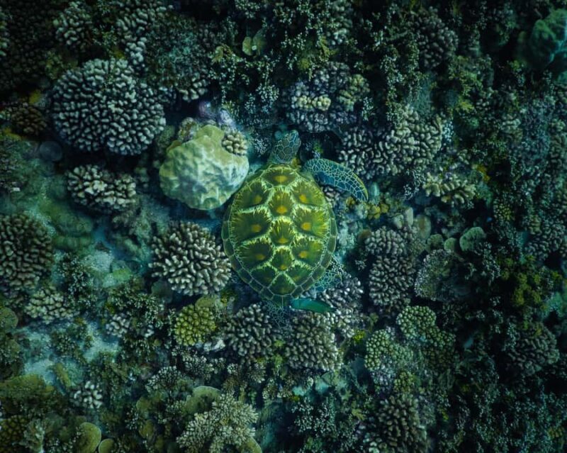 Tahiti underwater photo experience - FAQ