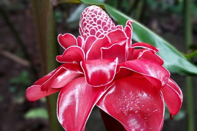 Tahiti's West Coast Private 4 hour Tour with Lydia, - Final Thoughts