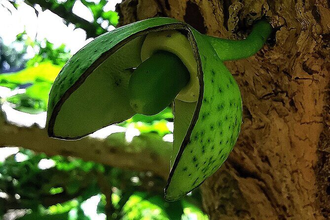 Taino Valley Tropical Park Puerto Plata Tubagua - FAQ
