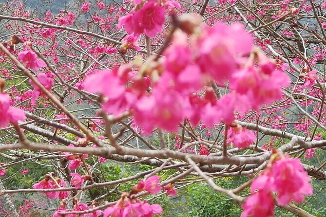 Taipei City to Taoyuan Airport Private Transfer - FAQ