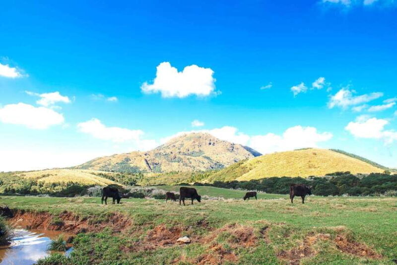 Taipei: Yangmingshan & Beitou Full-Day Tour - Authentic Experiences and Practical Tips