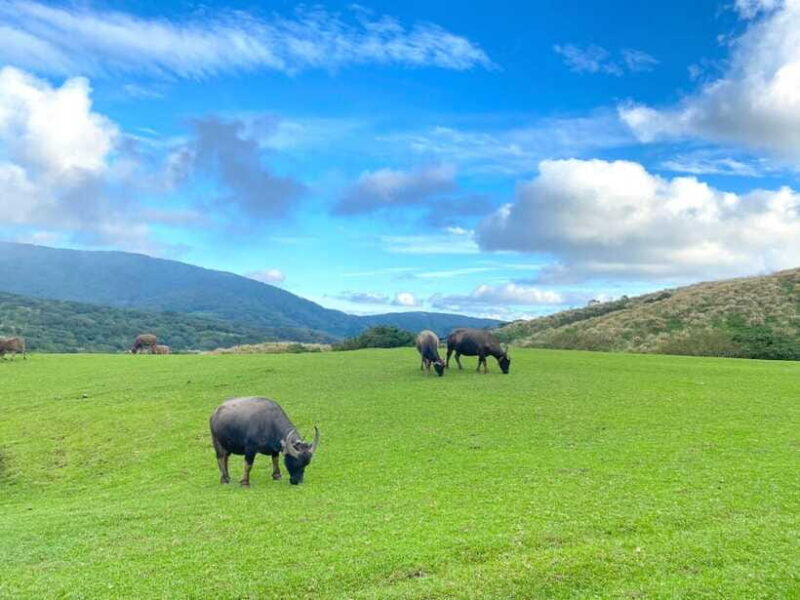 Taipei: Yangmingshan & Beitou Full-Day Tour - Final Thoughts: Who Will Love This Tour?