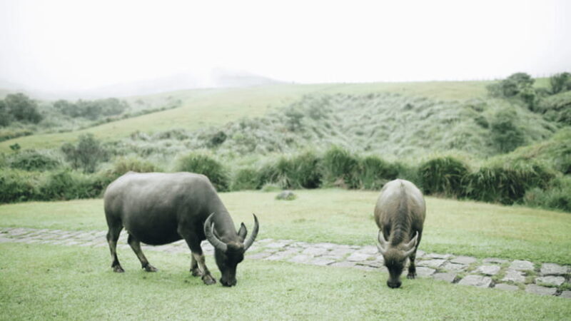 Taipei: Yangmingshan National Park Half-Day Tour - The Sum Up