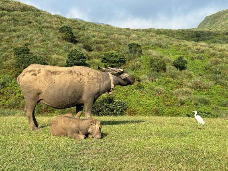 Taipei: Yanmingshan walking tour - Qingtiangang Grassland - Key Points