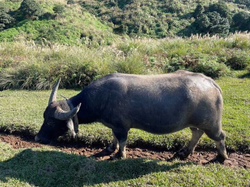 Taipei: Yanmingshan walking tour - Qingtiangang Grassland - Final Thoughts