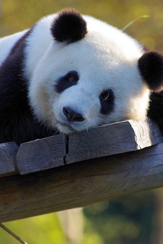 Taipei: Zoo Entrance Ticket - Key Points