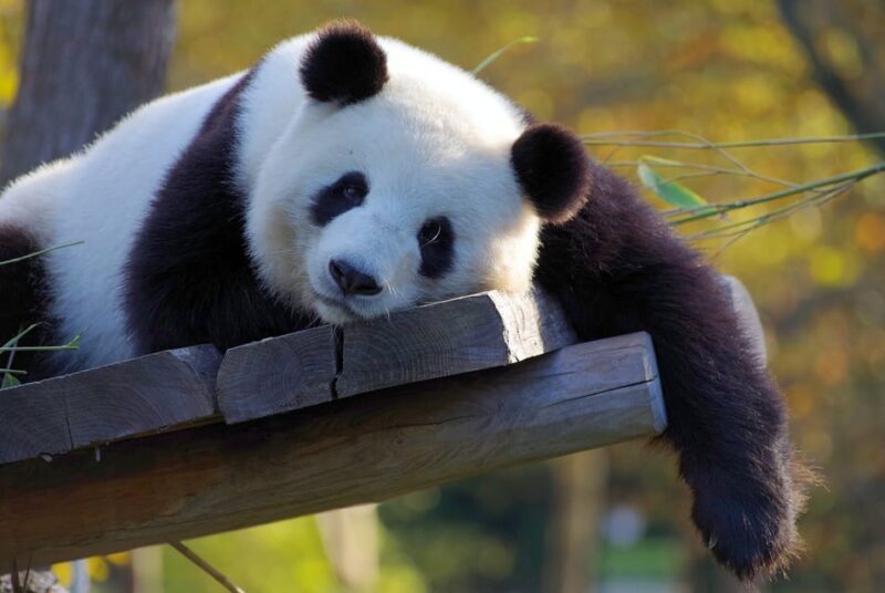 Taipei: Zoo Entrance Ticket - Riding the Maokong Gondola: Scenic and Serene