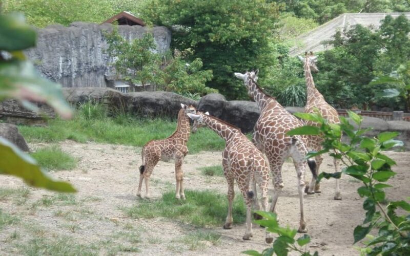 Taipei: Zoo Entrance Ticket - Booking and Flexibility