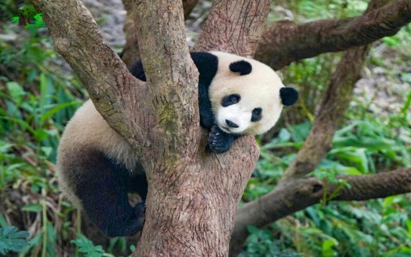 Taipei: Zoo Entrance Ticket - FAQ