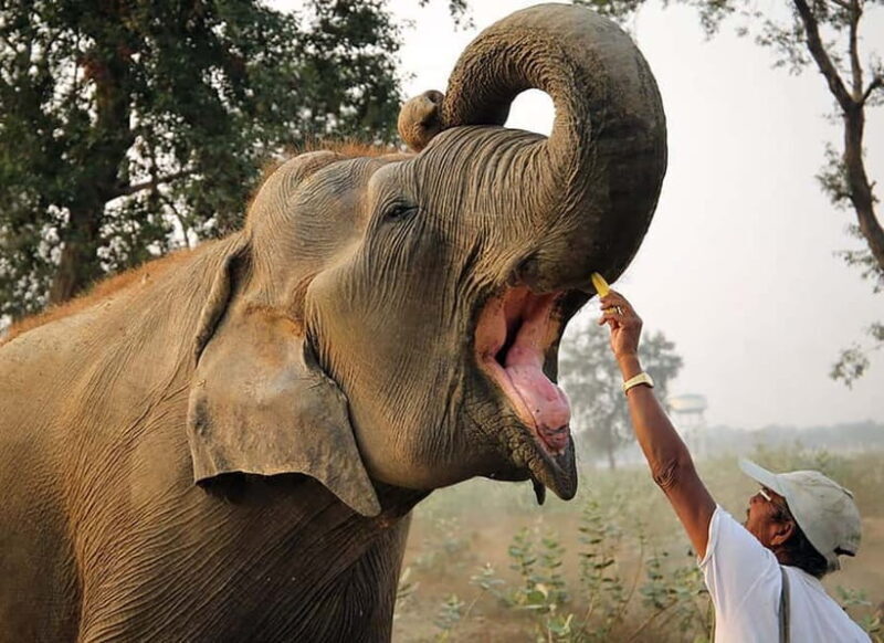 Taj Mahal, Agra Fort & Elephant Conservation Tour from Delhi - Final Thoughts
