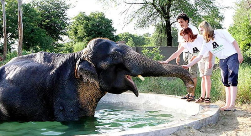 Taj Mahal, Agra Fort & Elephant Conservation Tour from Delhi - FAQ