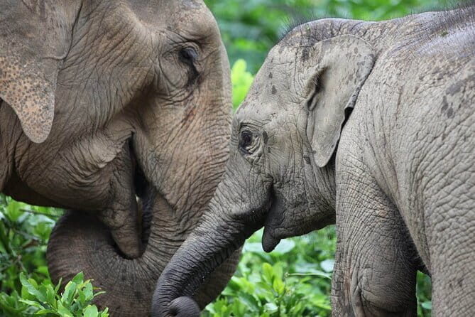 Taj Mahal Tour with Enchanting Elephant Sanctuary Visit - The Comfort and Logistics