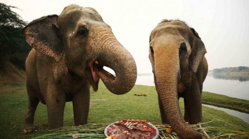 Taj Mahal Tour with Optional Wildlife Rescue Center Visit - Elephant Conservation Center