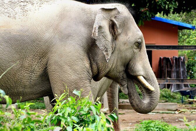 Taj Mahal with Visit to Elephant Conservation Center From Delhi - The Experience on the Ground