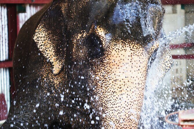 Taj Mahal with Visit to Elephant Conservation Center From Delhi - Value for Money