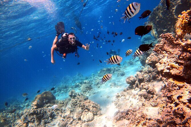 Take advantage of a half-day boat dive experience in Red sea of Aqaba. - Who Should Consider This Tour?