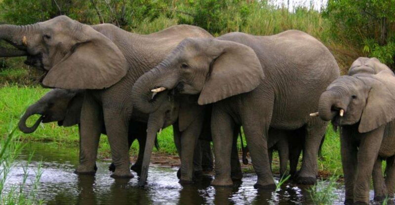 Tala Game Reserve & Natal Lion Park 1/2 Day Tour from Durban - Introduction: A Quick Look at the Tala Game Reserve & Natal Lion Park Tour