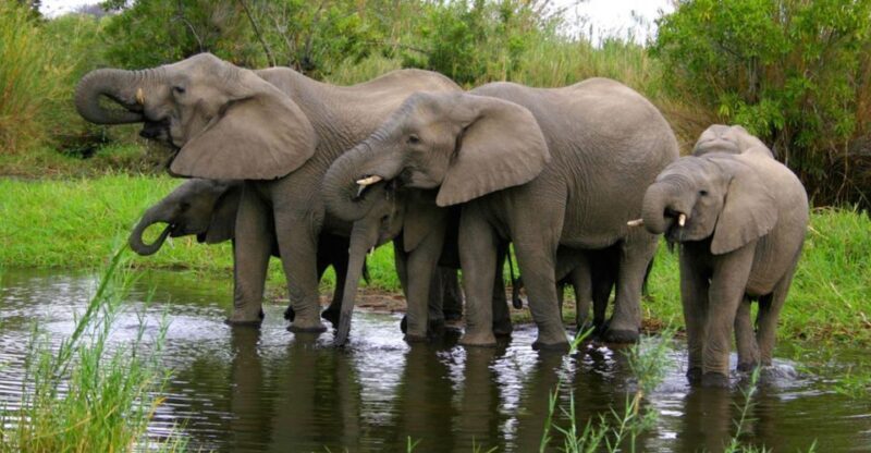 Tala Game Reserve & Natal Lion Park 1/2 Day Tour from Durban - Analyzing the Experience: What Travelers Say
