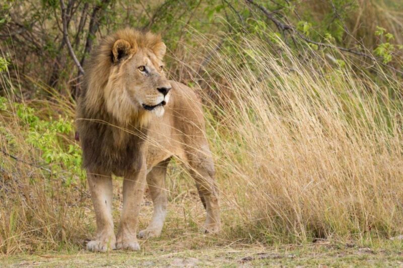 Tala Game Reserve & Natal Lion Park Day Tour From Durban - Key Points