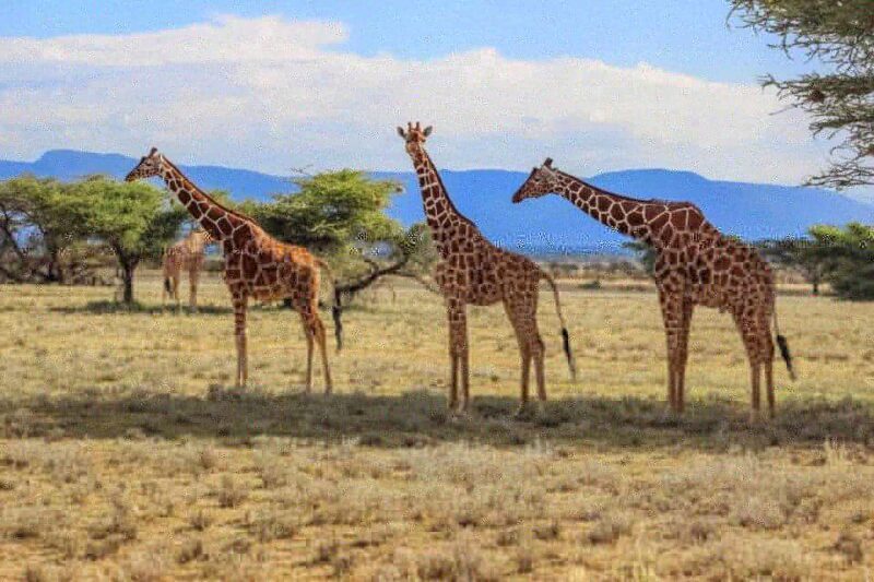 Tala Game Reserve & Natal Lion Park Day Tour From Durban - An In-Depth Look at the Itinerary