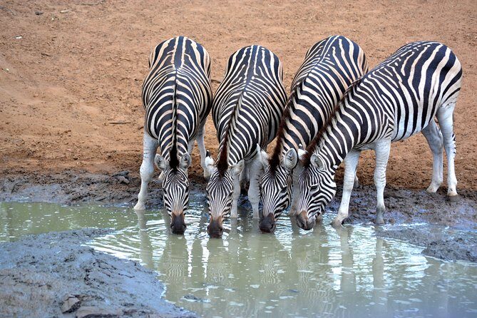 Tala Mini Day Safari - Durban - Who Should Consider This Tour?