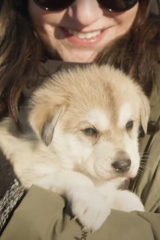 Talkeetna: Alaskan Winter Dog Sledding Experience - An Introduction to the Sled Dog Experience in Talkeetna